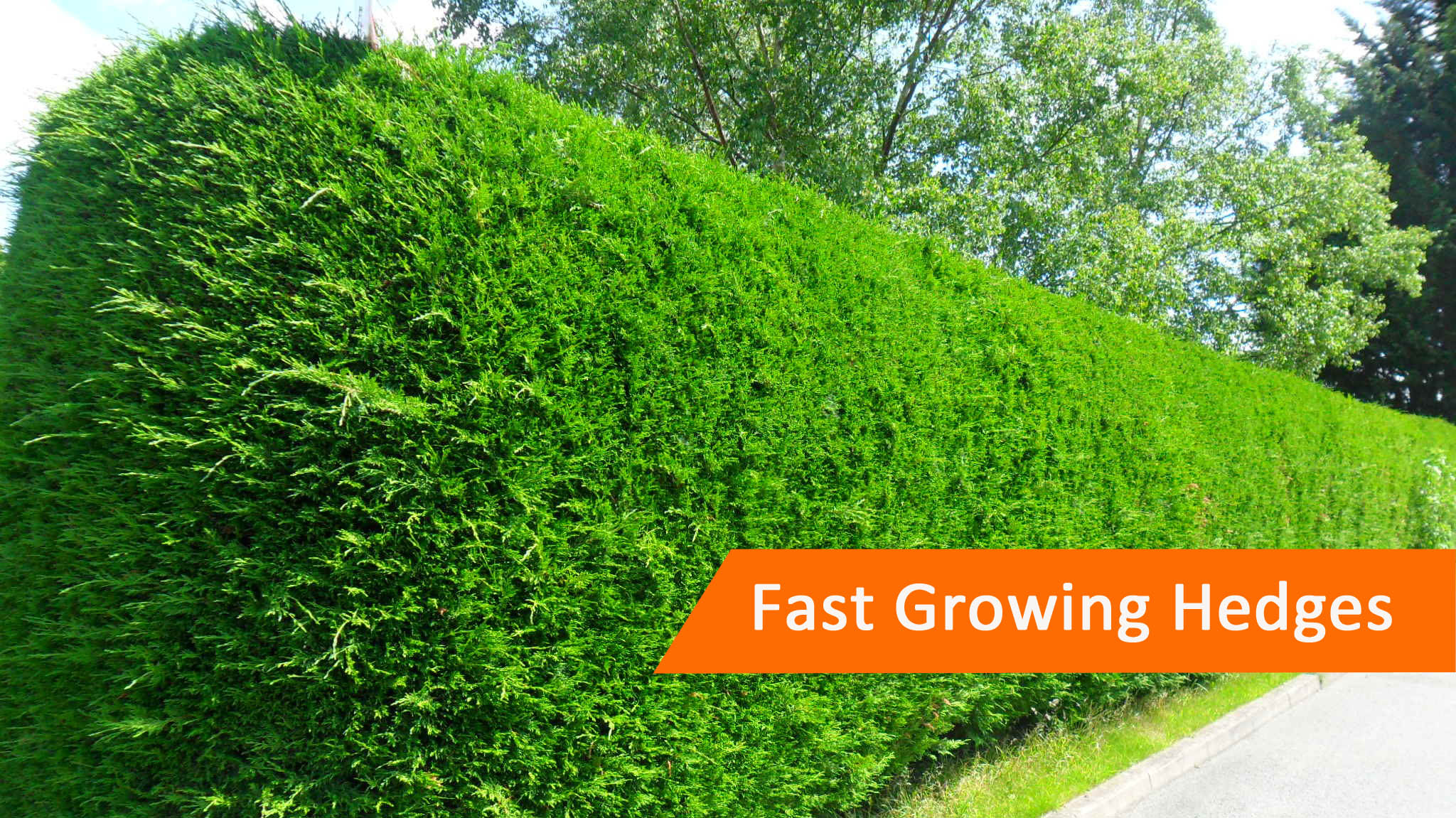 fast growing hedge
